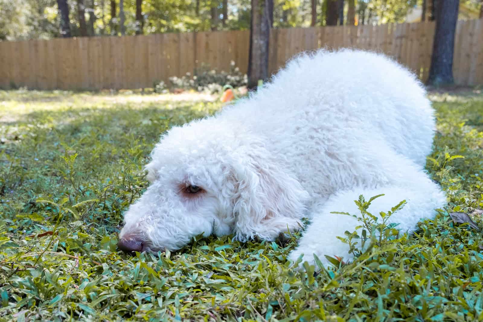 a sick and sad goldendoodle dog lies in the yard on the grass