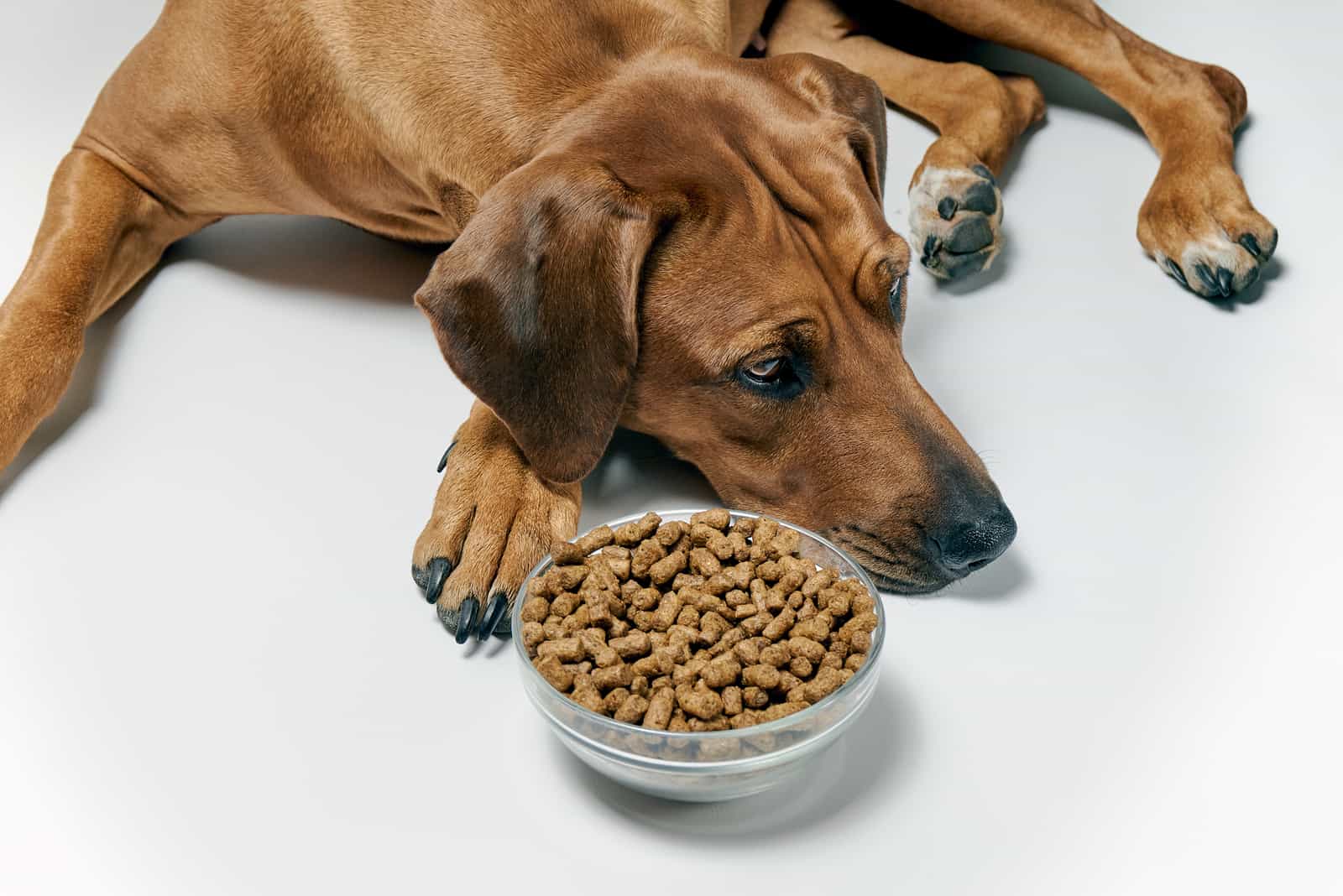 a sick dog with no appetite lies next to a bowl of dog food