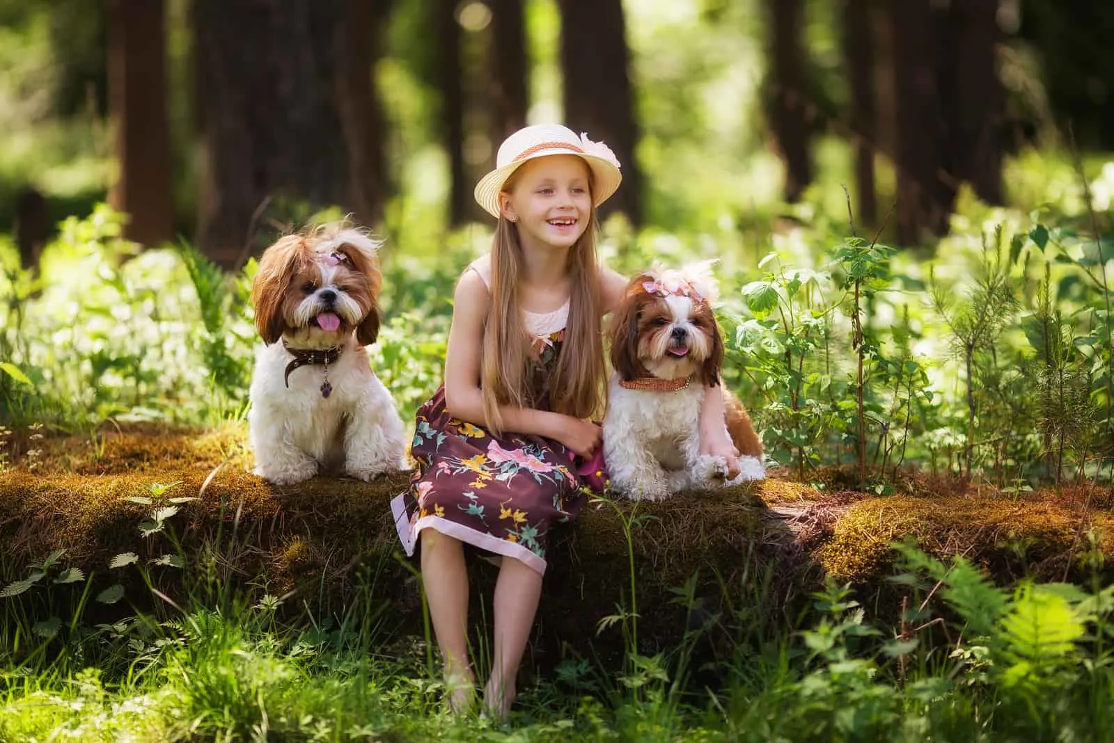 a smiling girl sitting in the woods with two Shih Tzu dogs