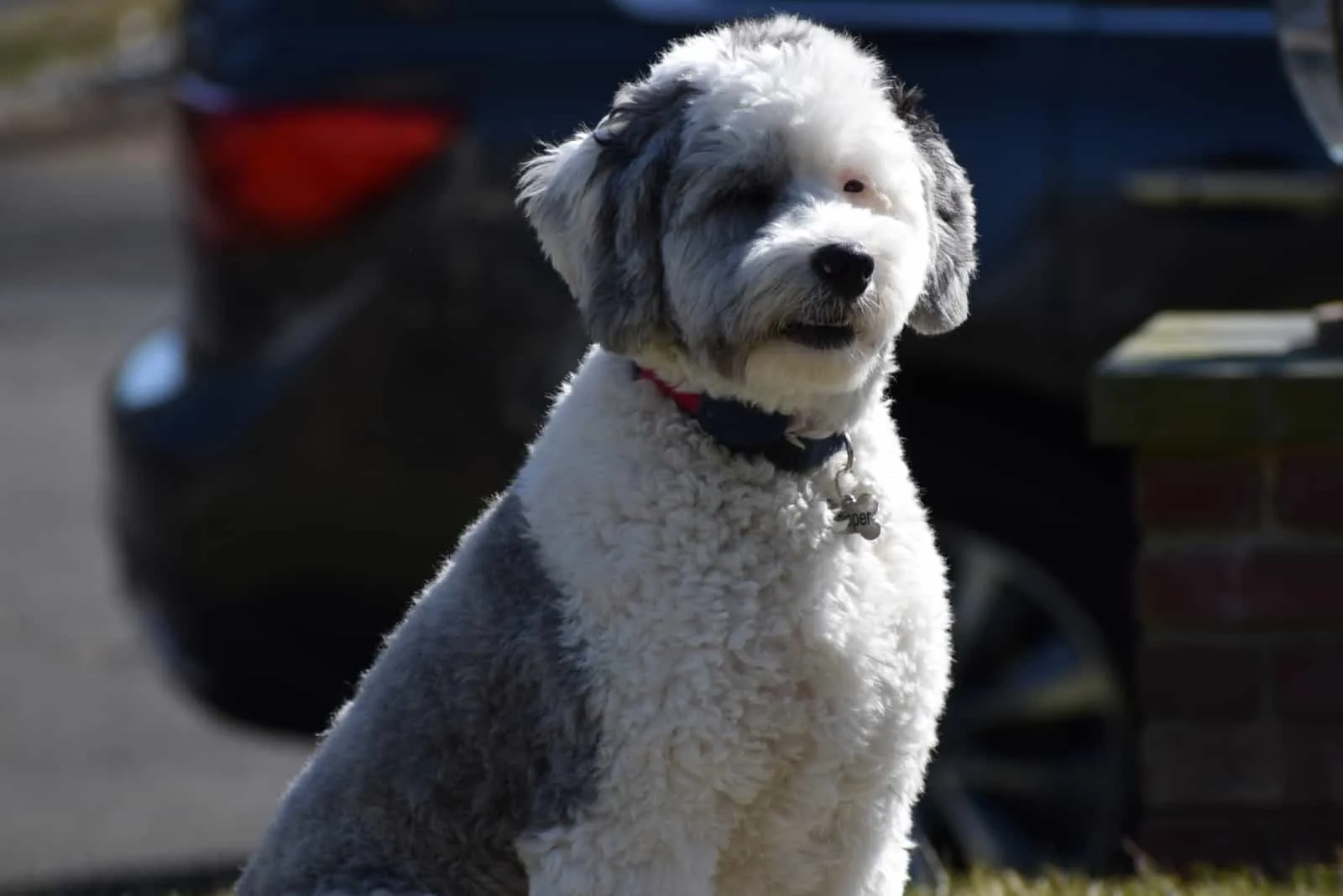 a well-groomed Sheepadoodle dog is sitting outside