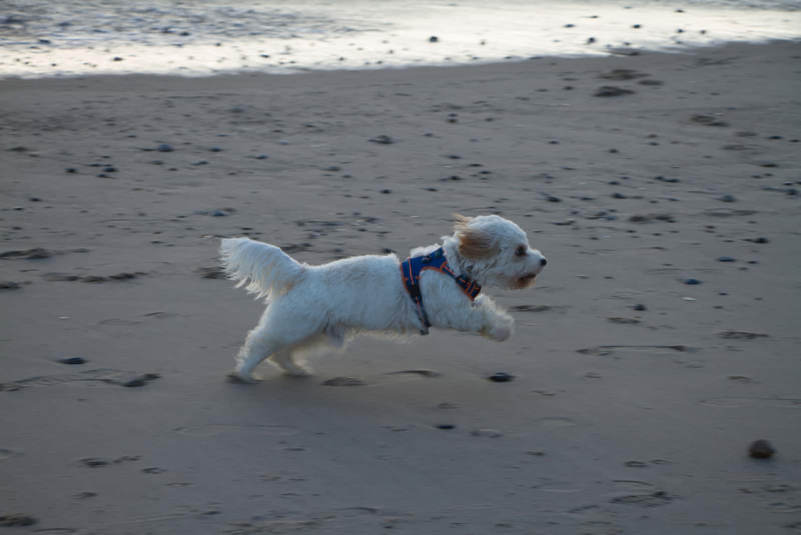 a white dog runs along the beach