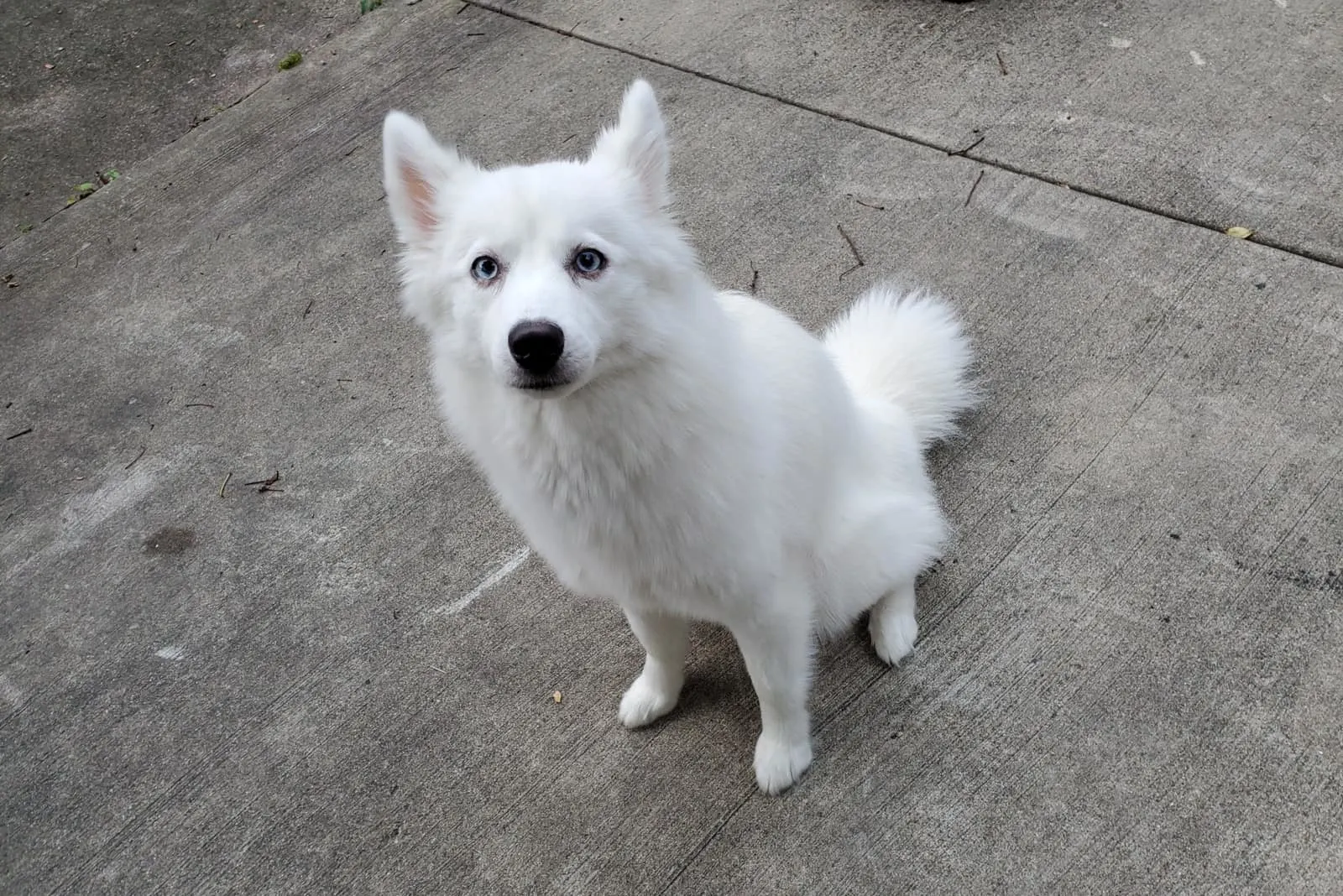 a white hound sitting on a concrete pavement