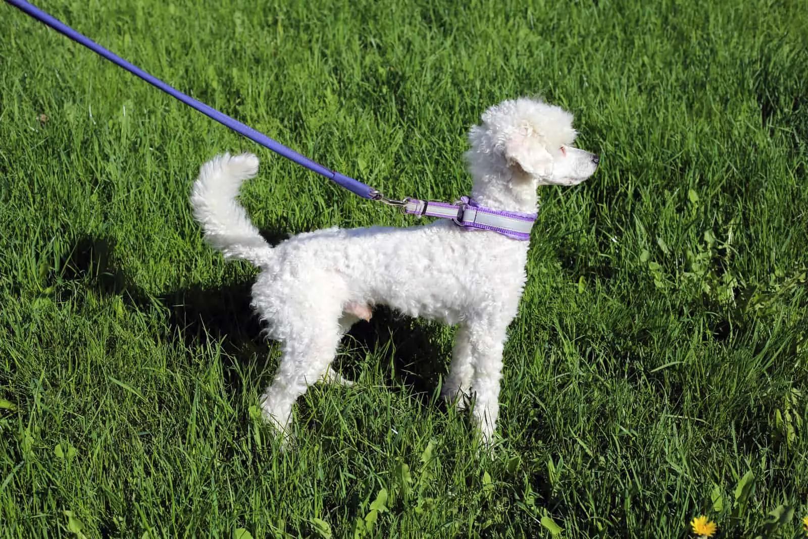 a white mini poodle on a leash stands on the grass