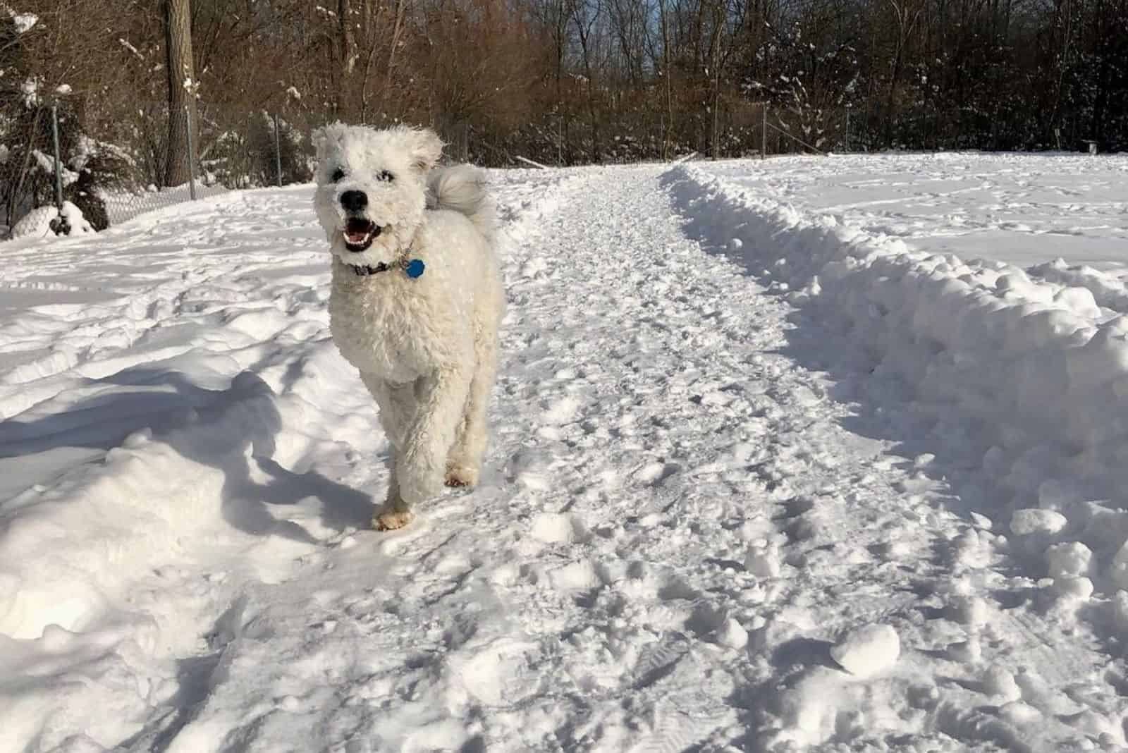a white mixed dog running through the snow