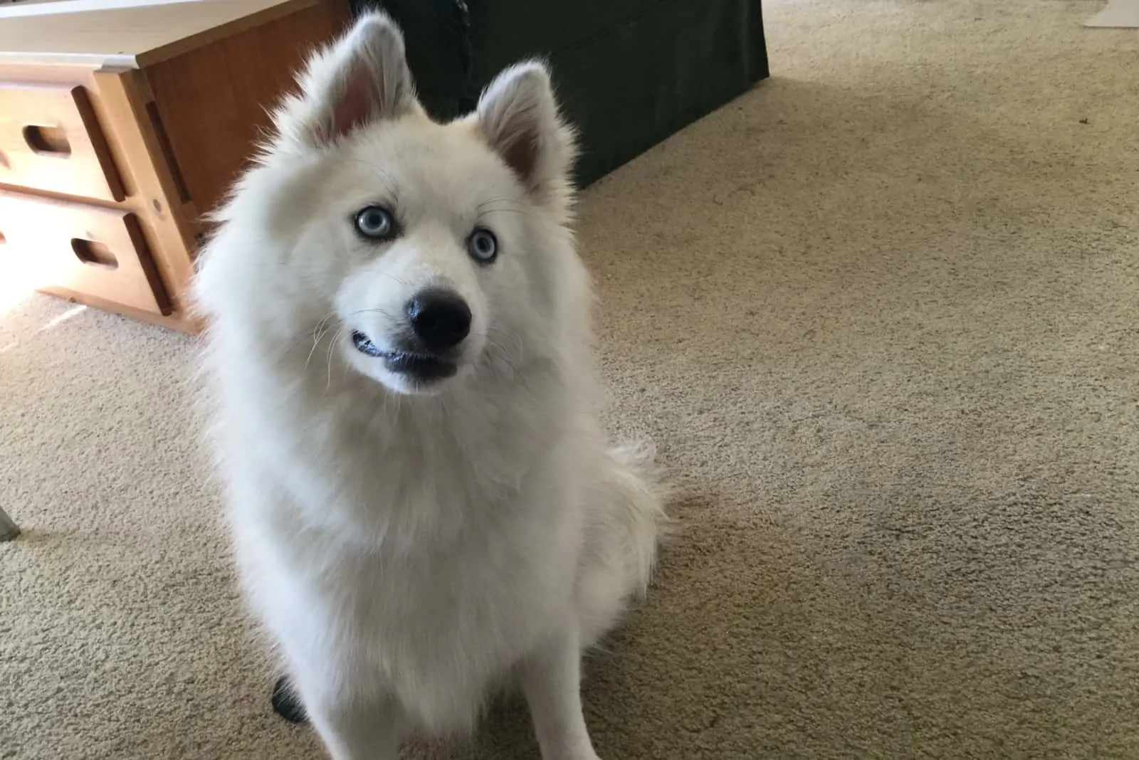a white pomsky dog sits on the floor of the room and watches something