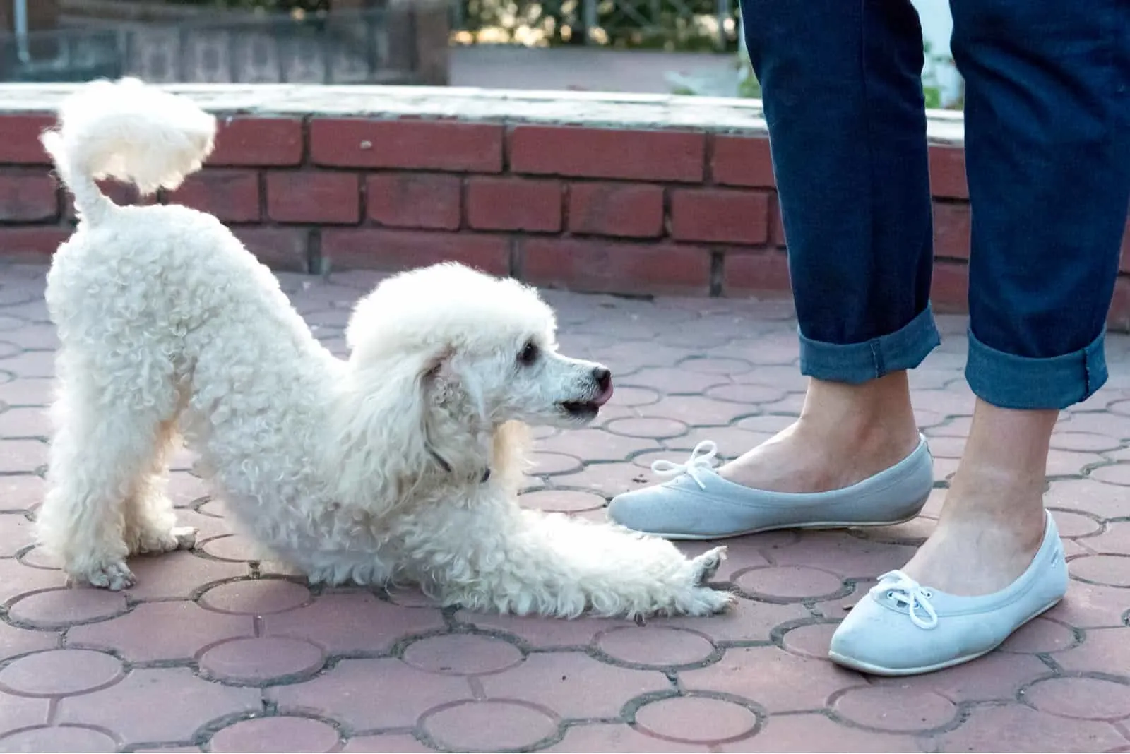 a white poodle in front of the owner’s feet