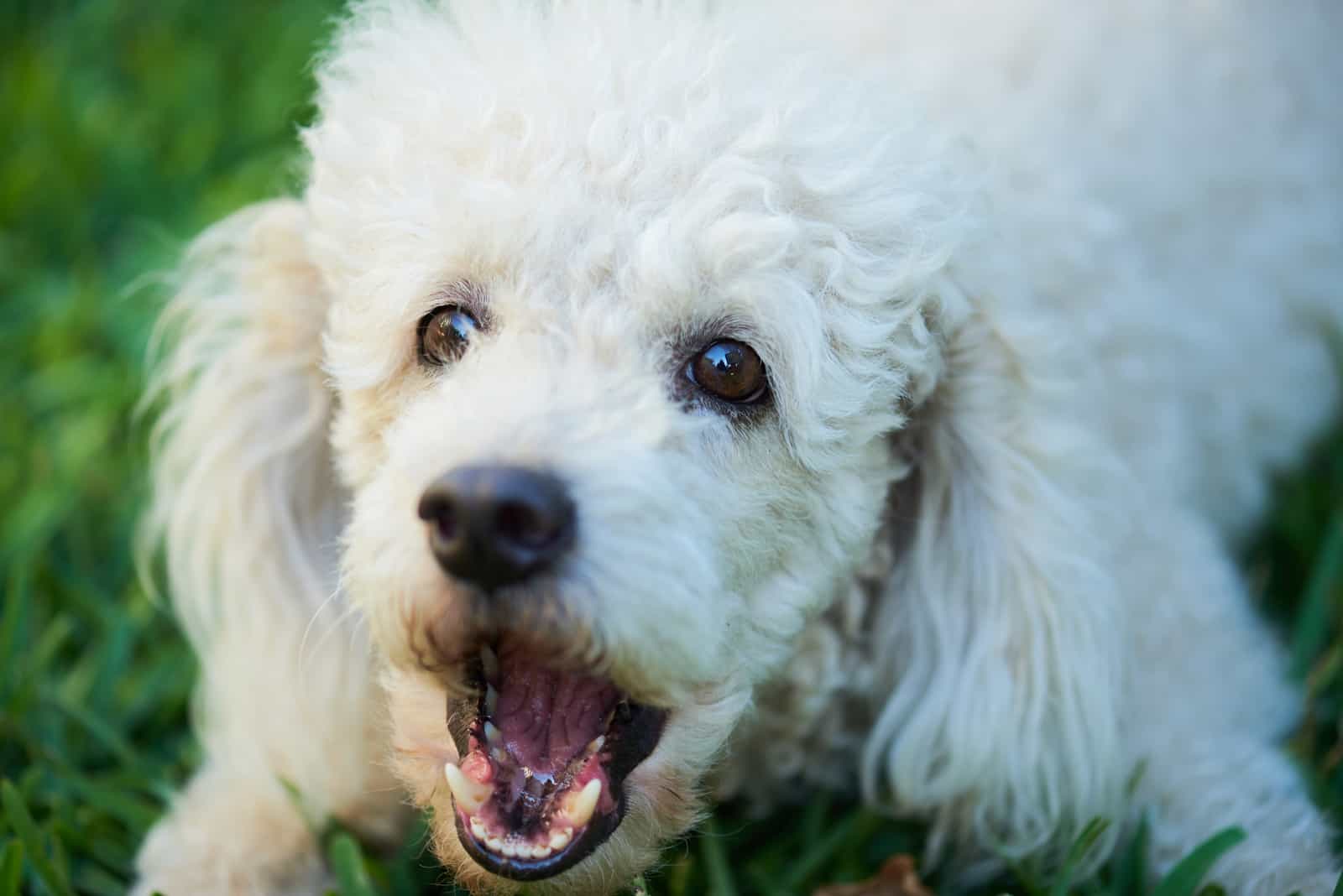a white poodle lies on the grass and barks