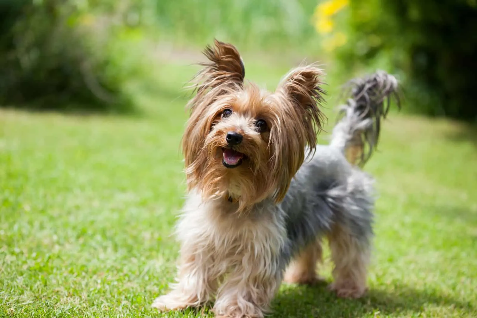a yorkie dog stands on the grass