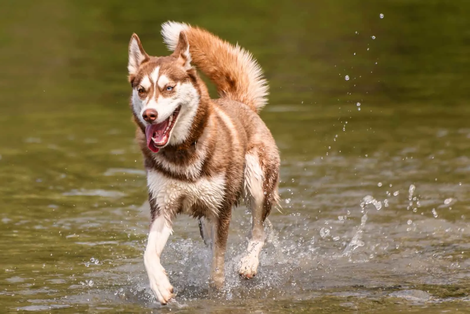 a young brown husky runs across the water