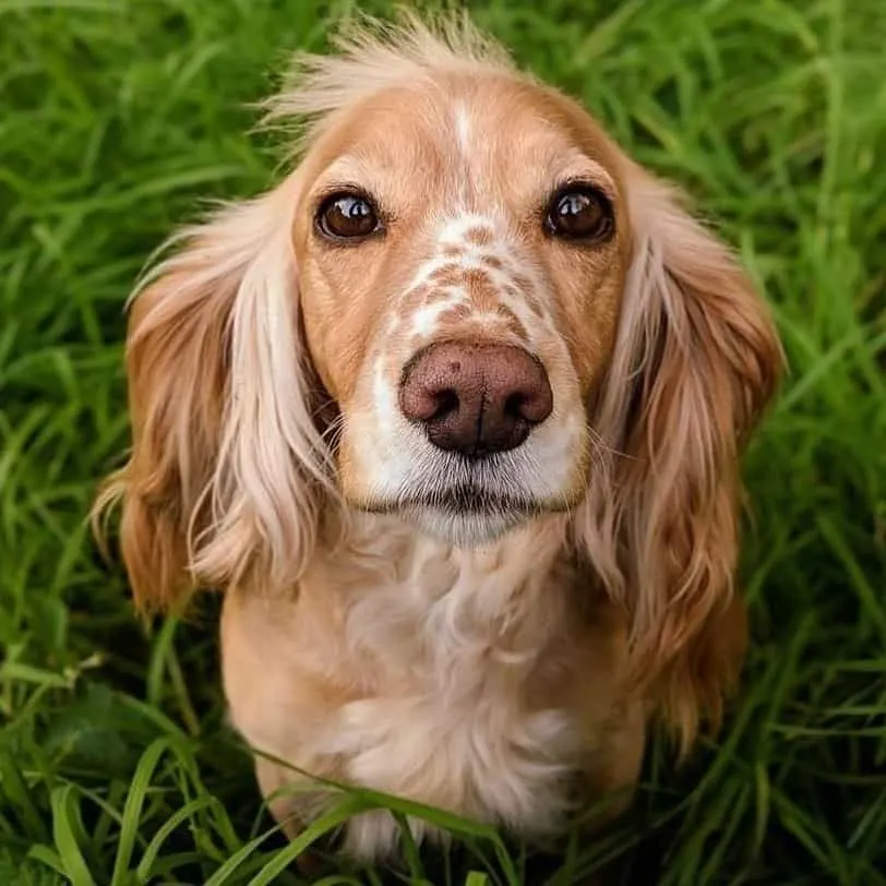 adorable Cocker Spaniel dog sitting on the grass