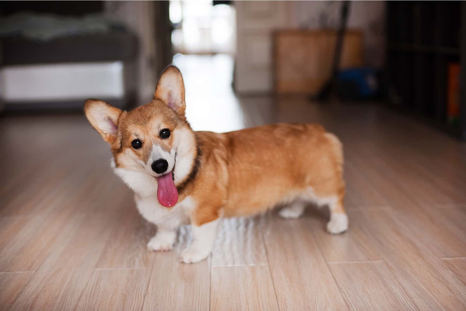 adorable Corgi is standing in the kitchen