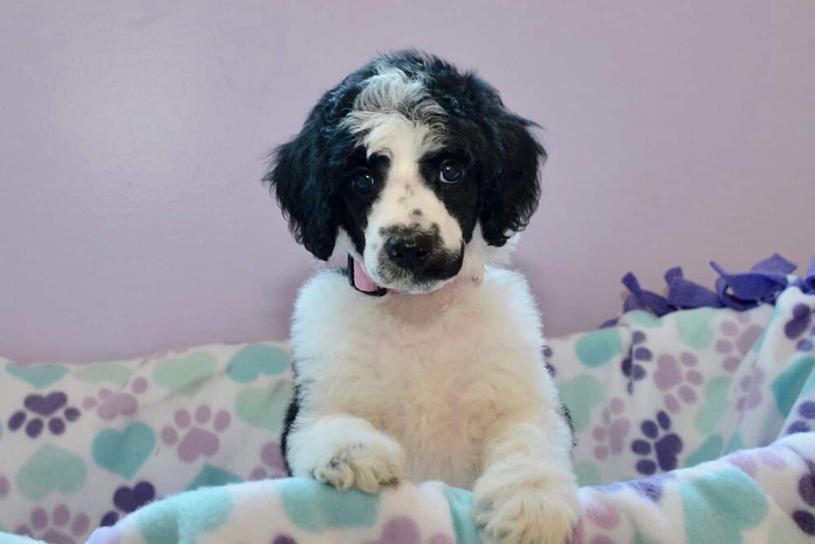 adorable Parti Poodle puppy