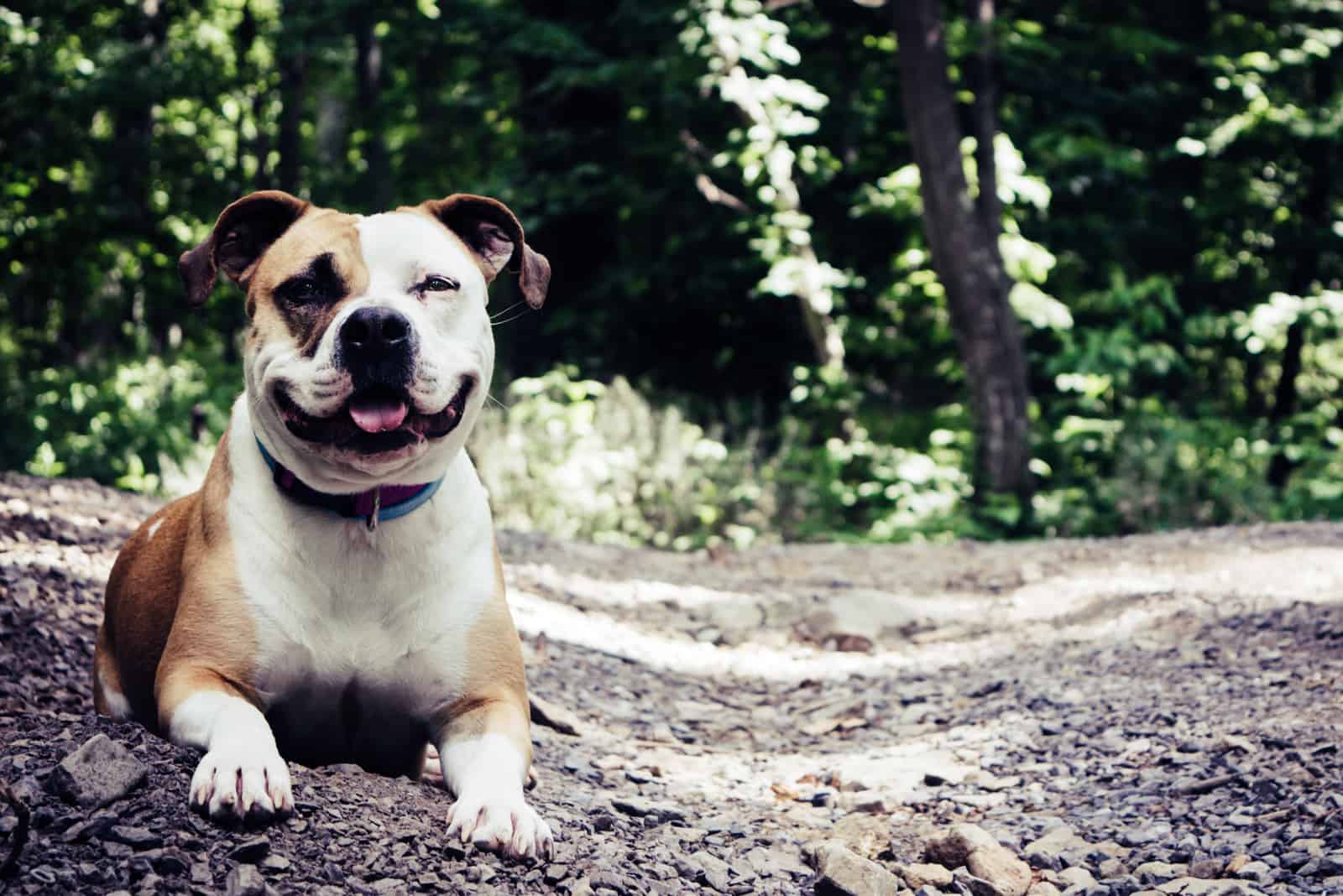 adorable Pitbull dog resting in the woods