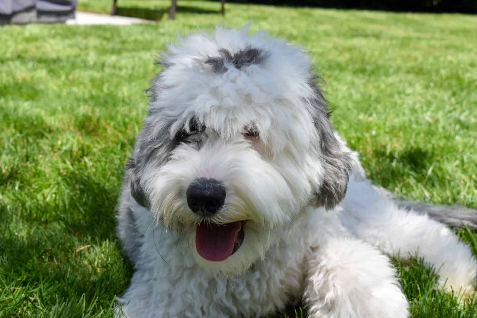 adorable Sheepadoodle dog resting in the backyard