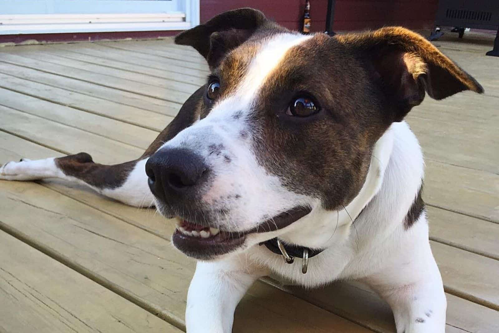 adorable crossbreed dog lying outside