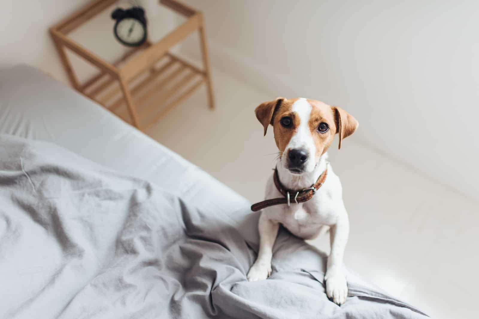 adorable dog Jack Jack Russell standing in the bedroom