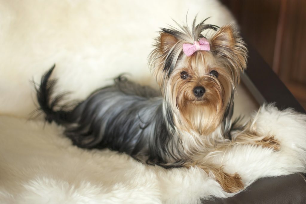 Female Yorkie Vs. Male Yorkie Which Is The Best To Own?