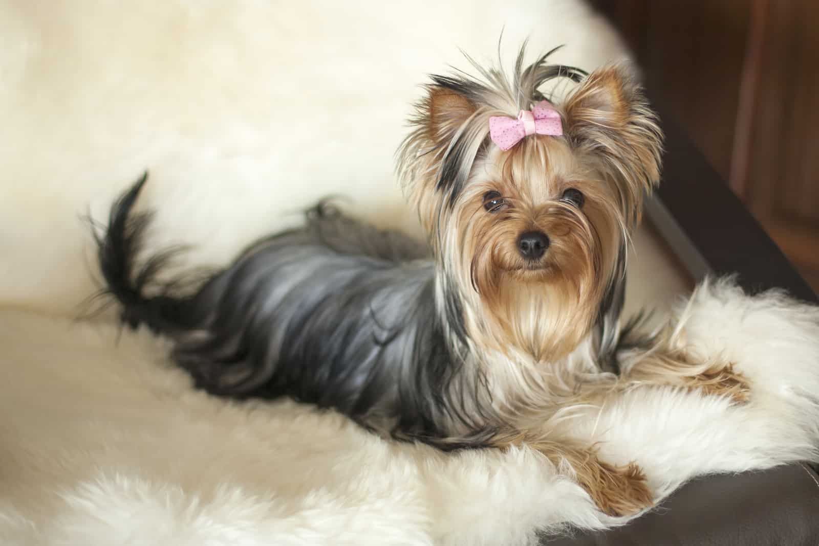 adorable female Yorkshire terrier dog lying in an armchair