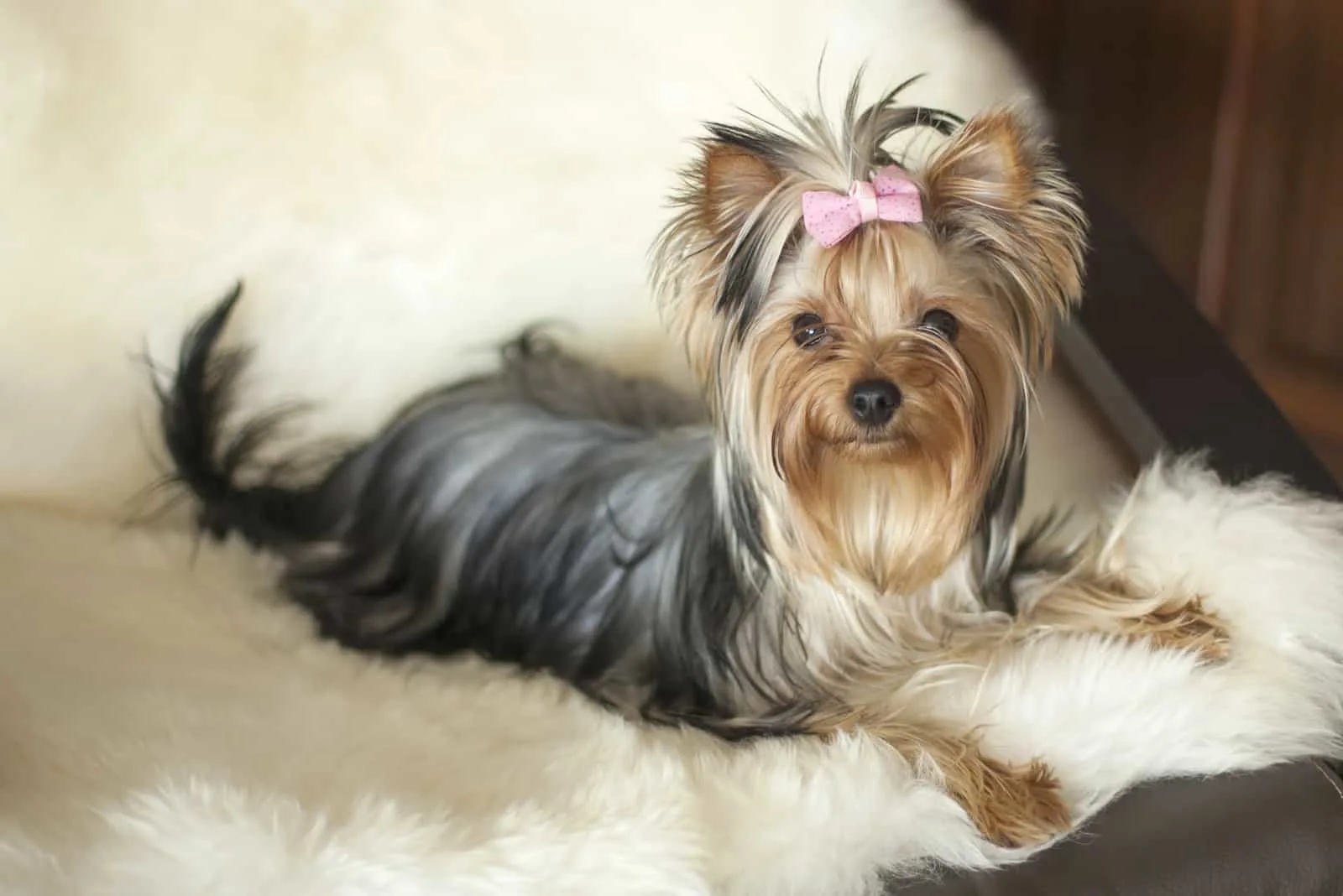adorable female Yorkshire terrier dog lying in an armchair