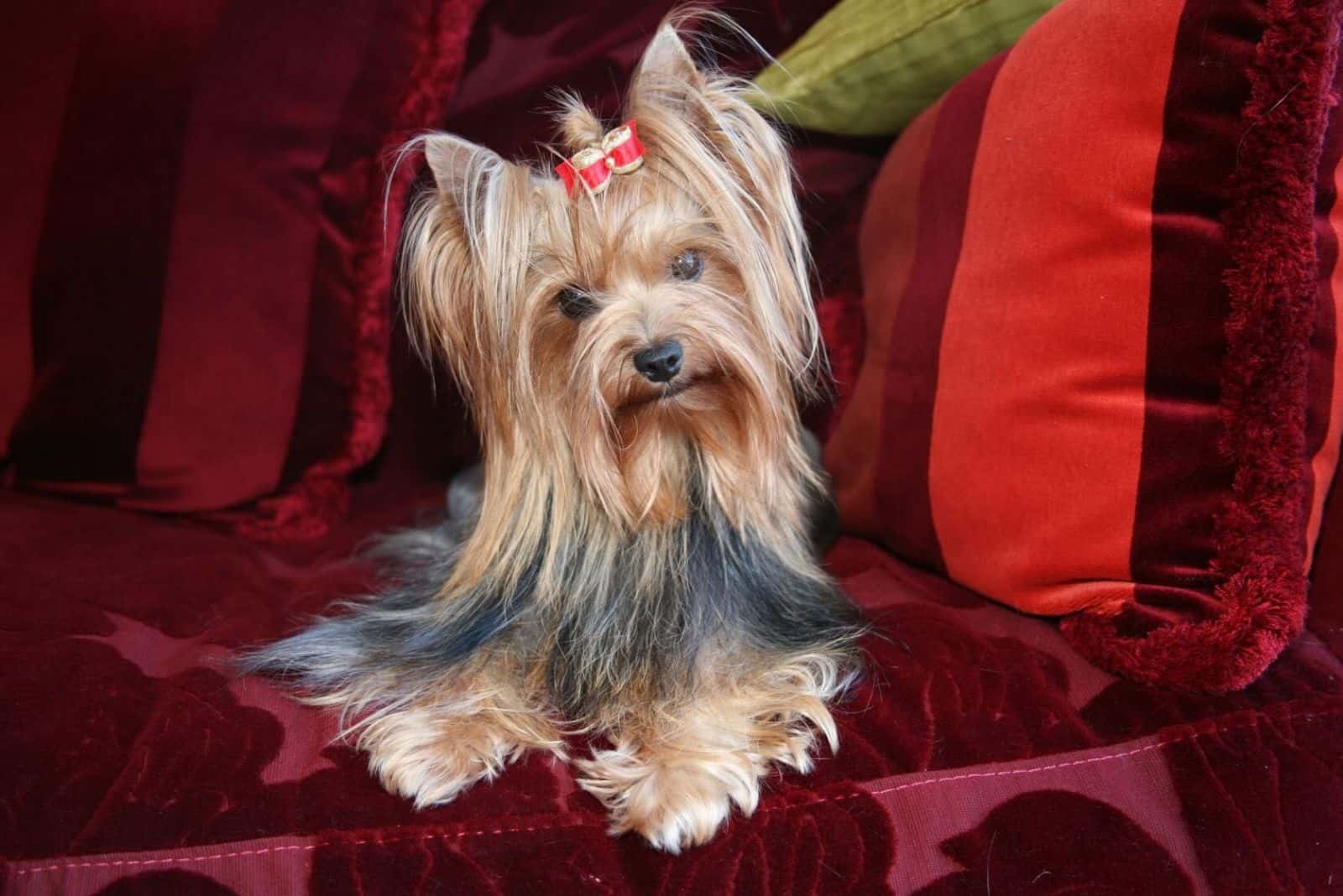 adorable female yorkie sitting on the couch