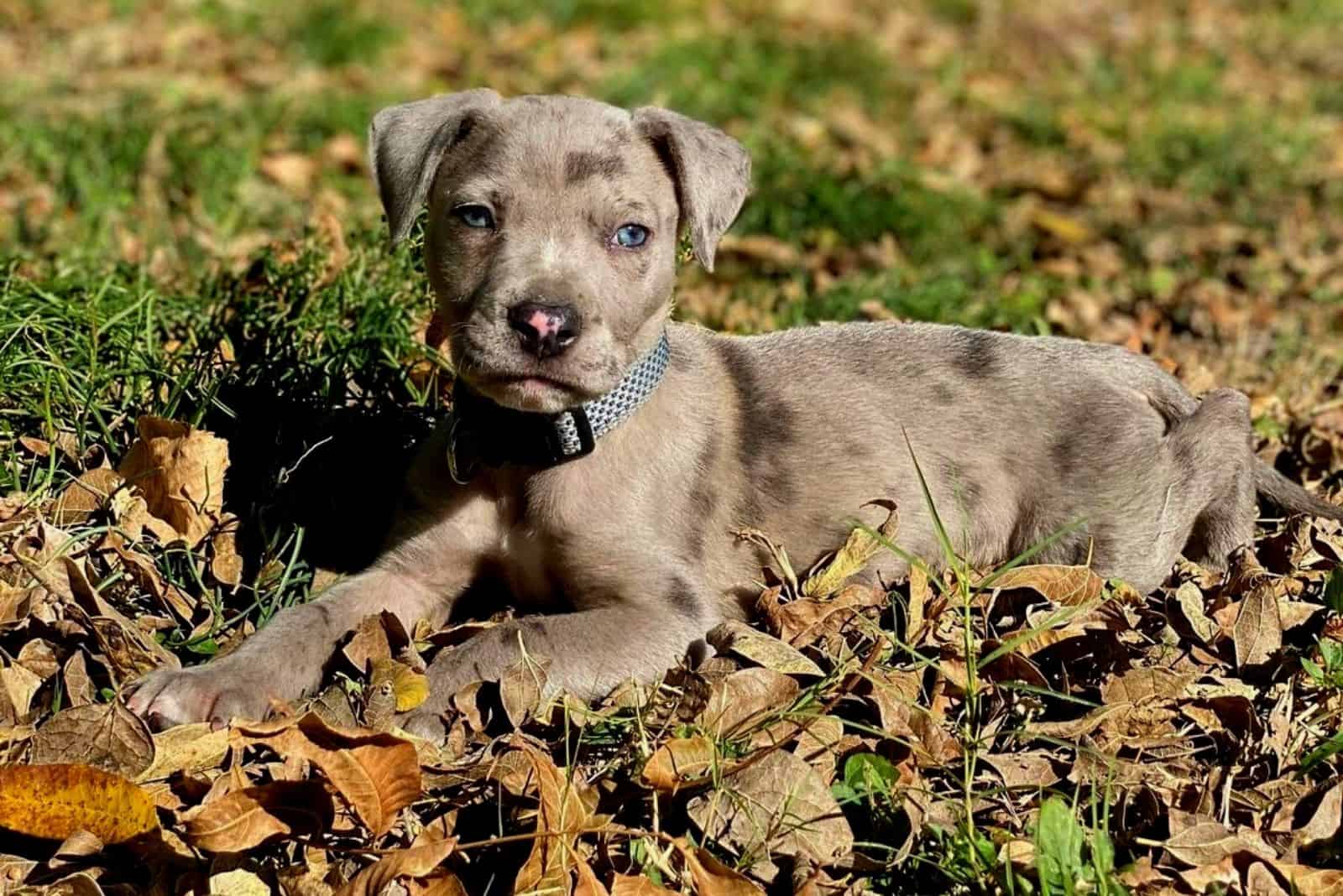 american pitbull merle