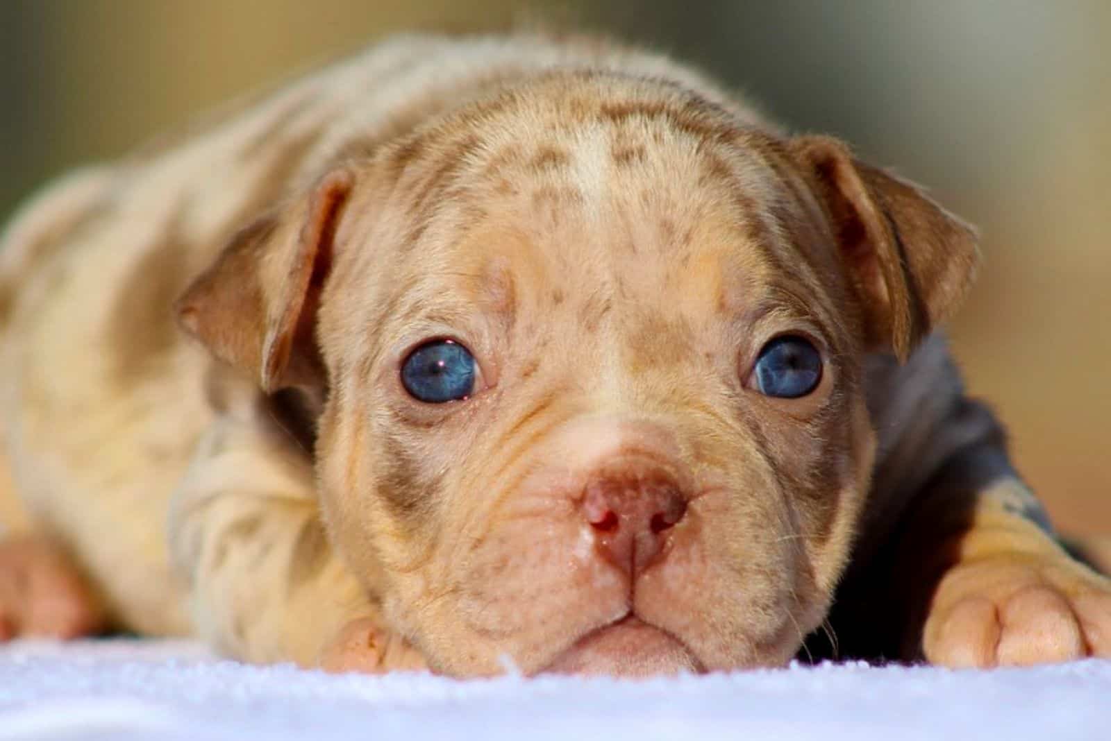 adorable merle pitbull puppy lies