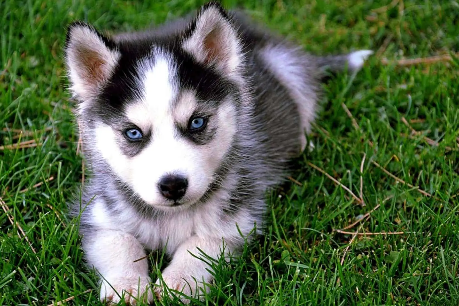 adorable pomsky puppy lying in the grass