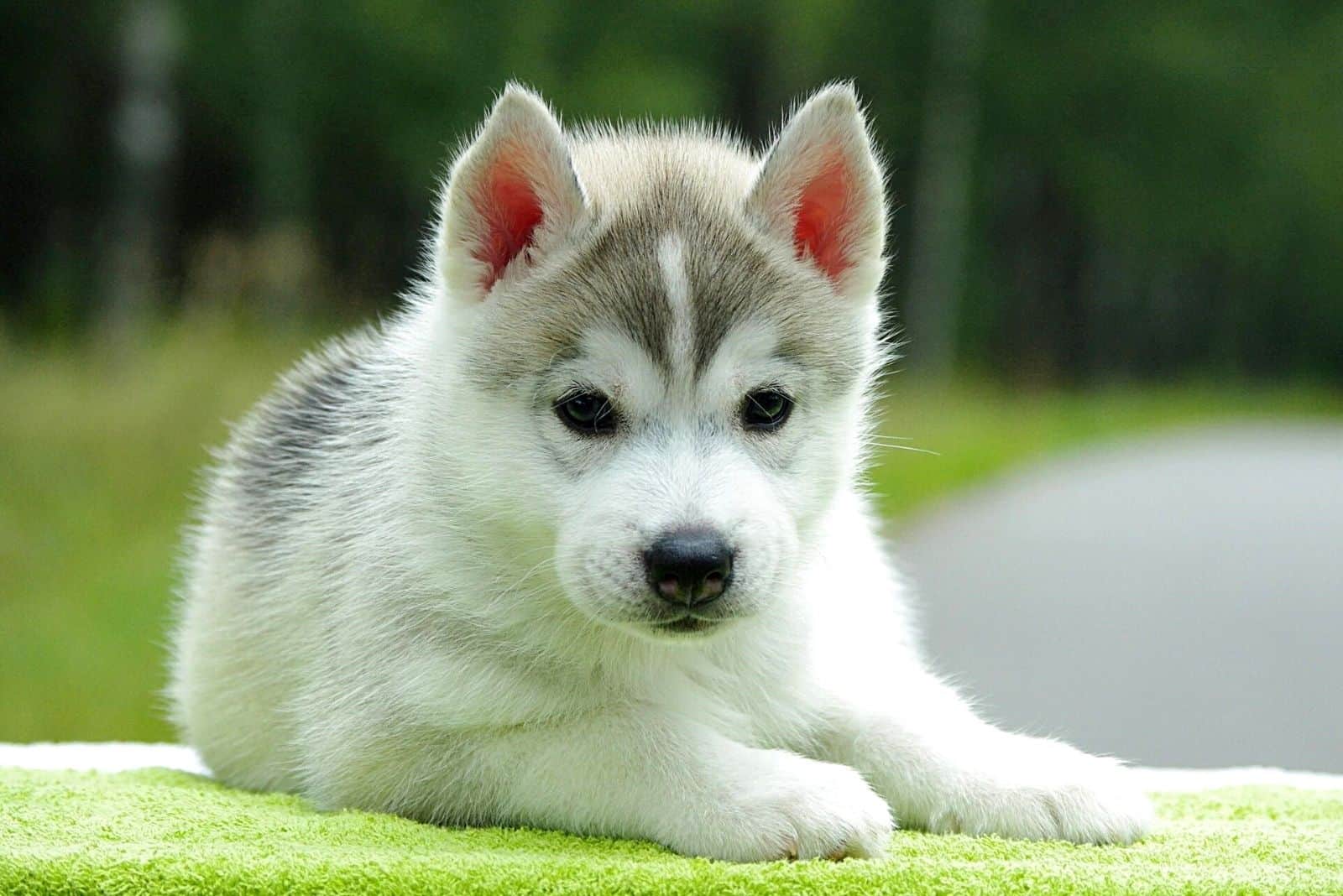 adorable pomsky puppy lying outside