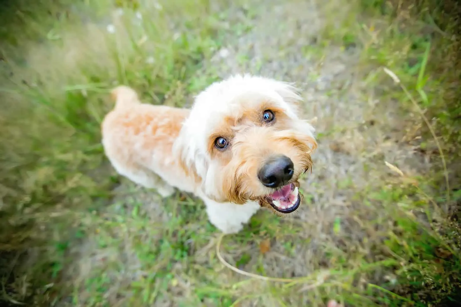 adorable red goldendoodle dog in nature