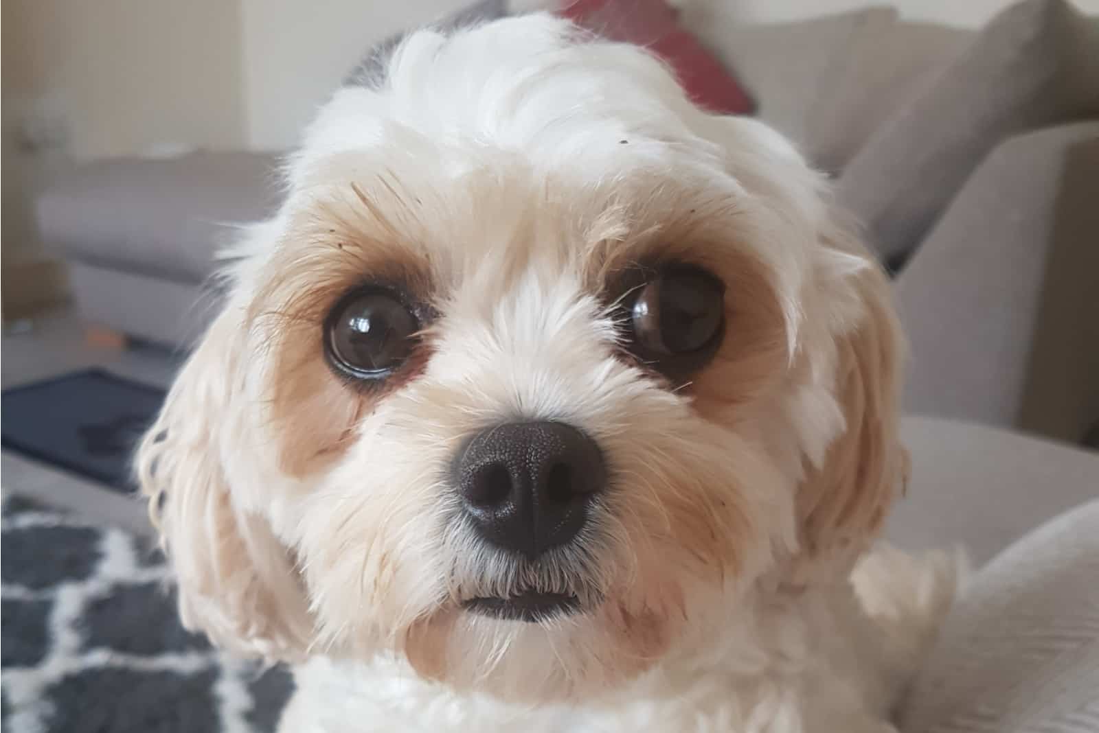 adorable white puppy