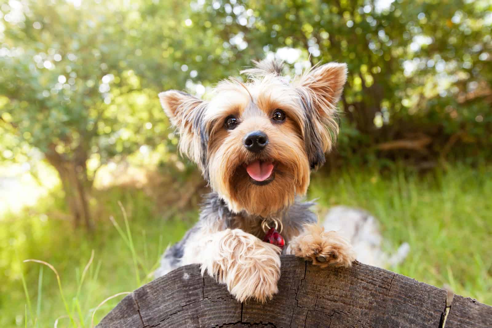 adorable yorkie playing outdoors