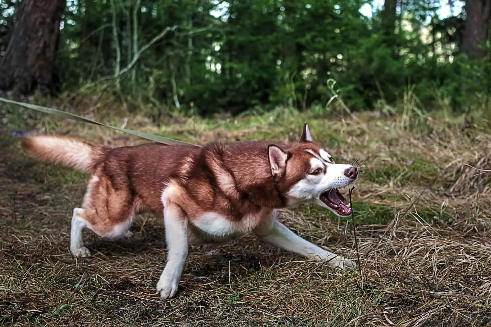 aggressive Siberian husky with red hair