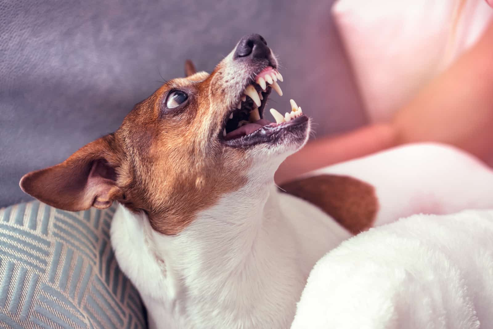 aggressive dog Jack Russell growls at someone