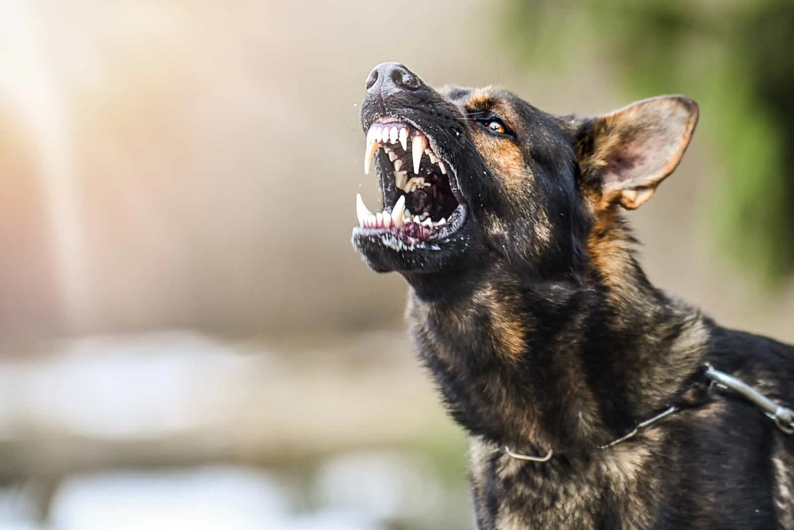 aggressive dog shows sharp teeth