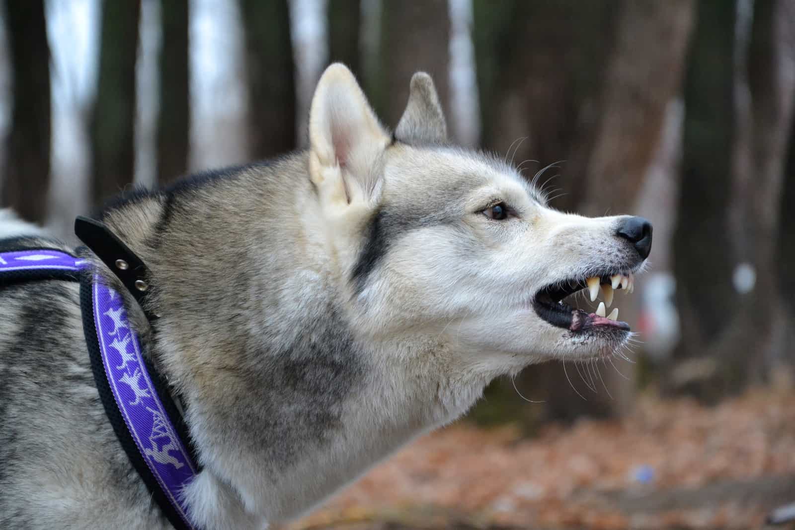 aggressive husky barking