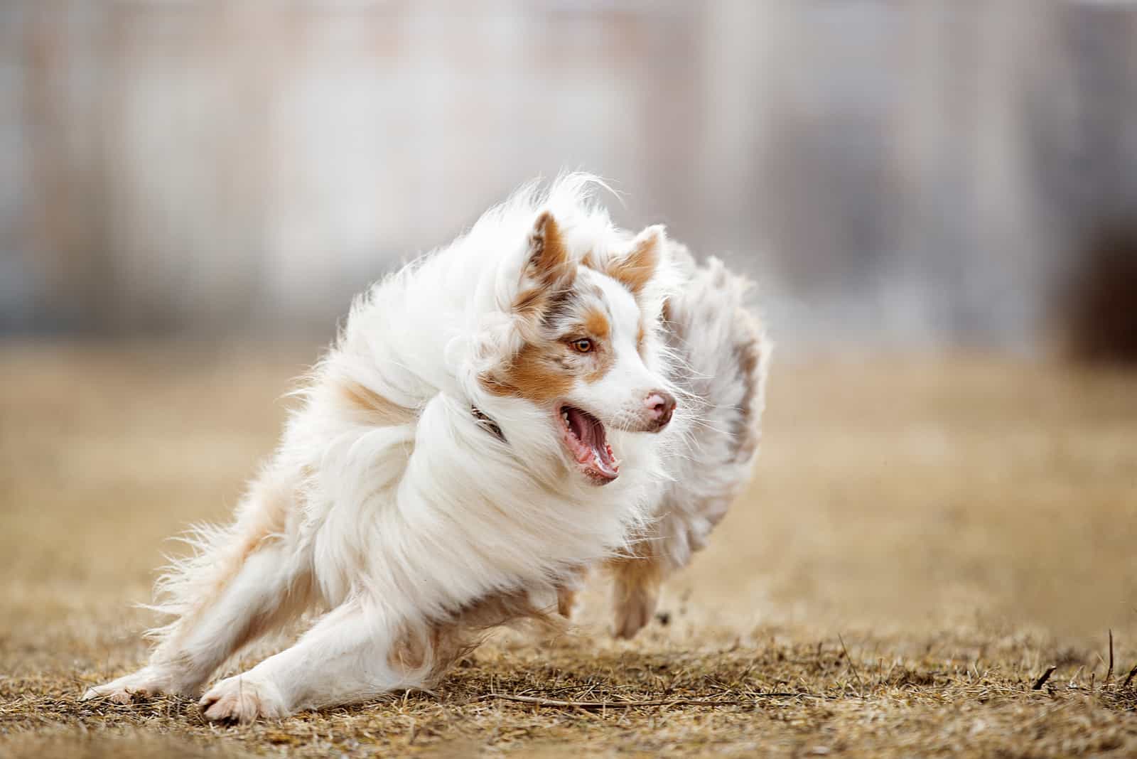 Prøv det Saks justere Are Australian Shepherds Good With Kids? A Guide For Parents