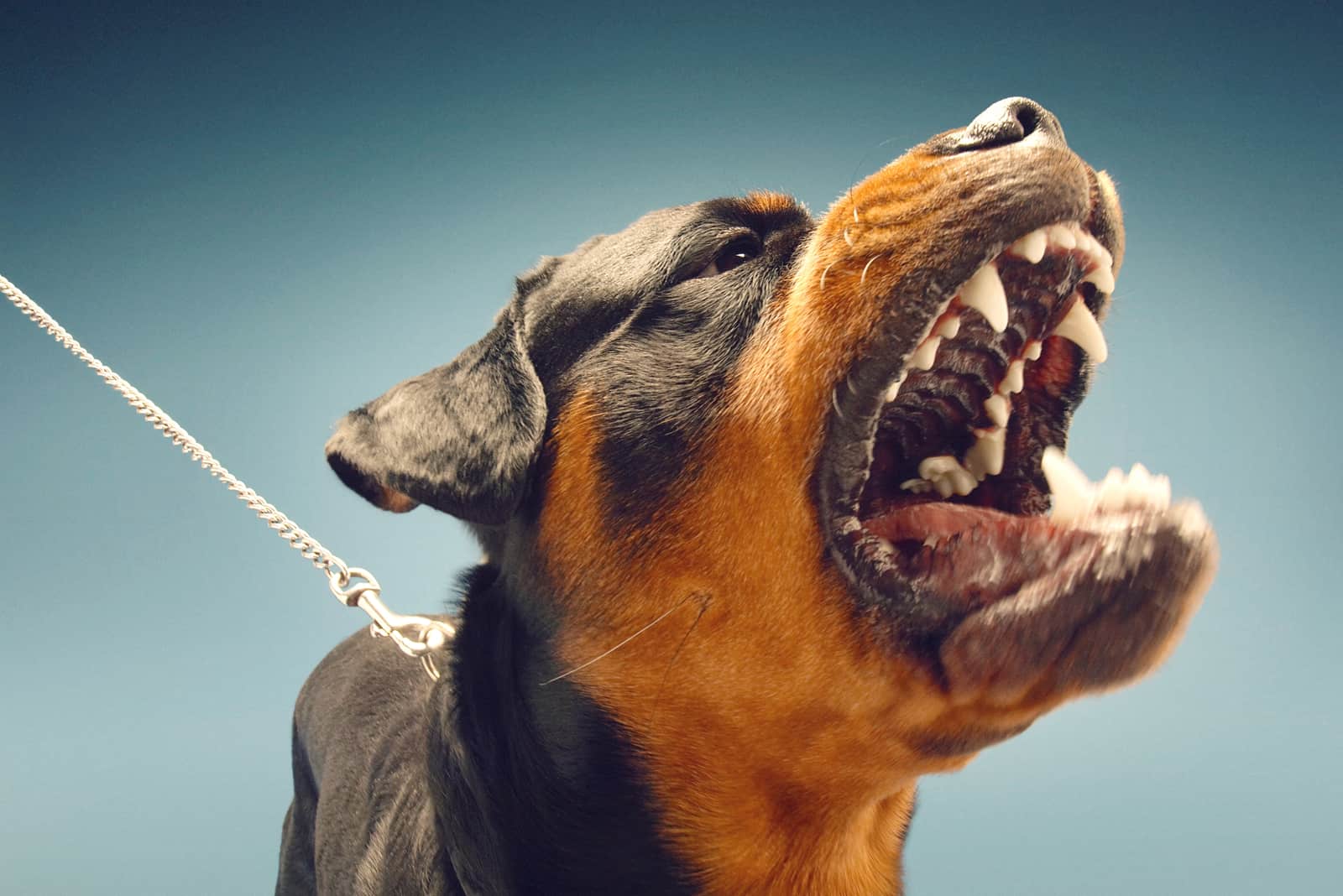an aggressive Rottweiler dog barks