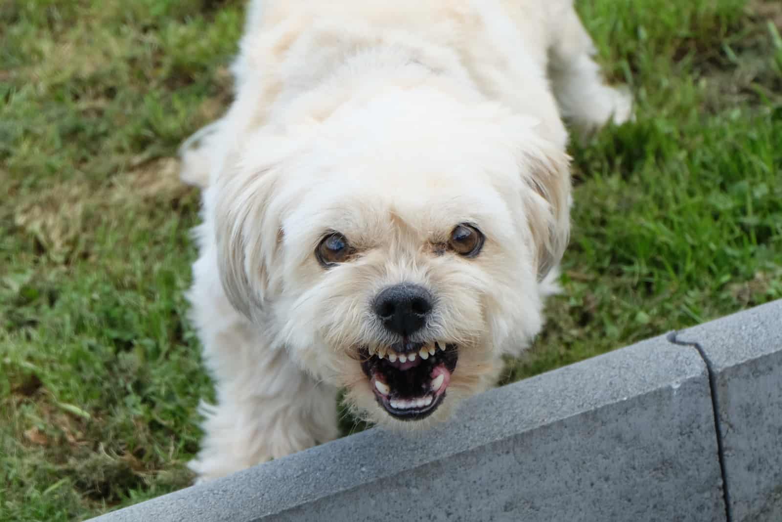 an aggressive dog barks at a visitor