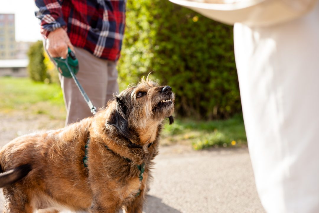 How To Socialize An Aggressive Dog Guide For All Dog Owners