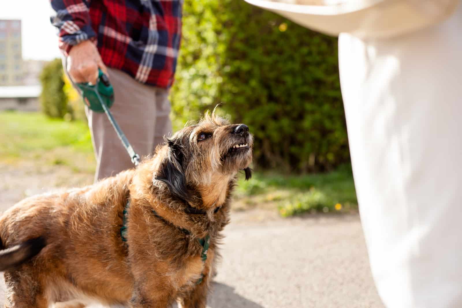 an aggressive dog on a leash barking at a person
