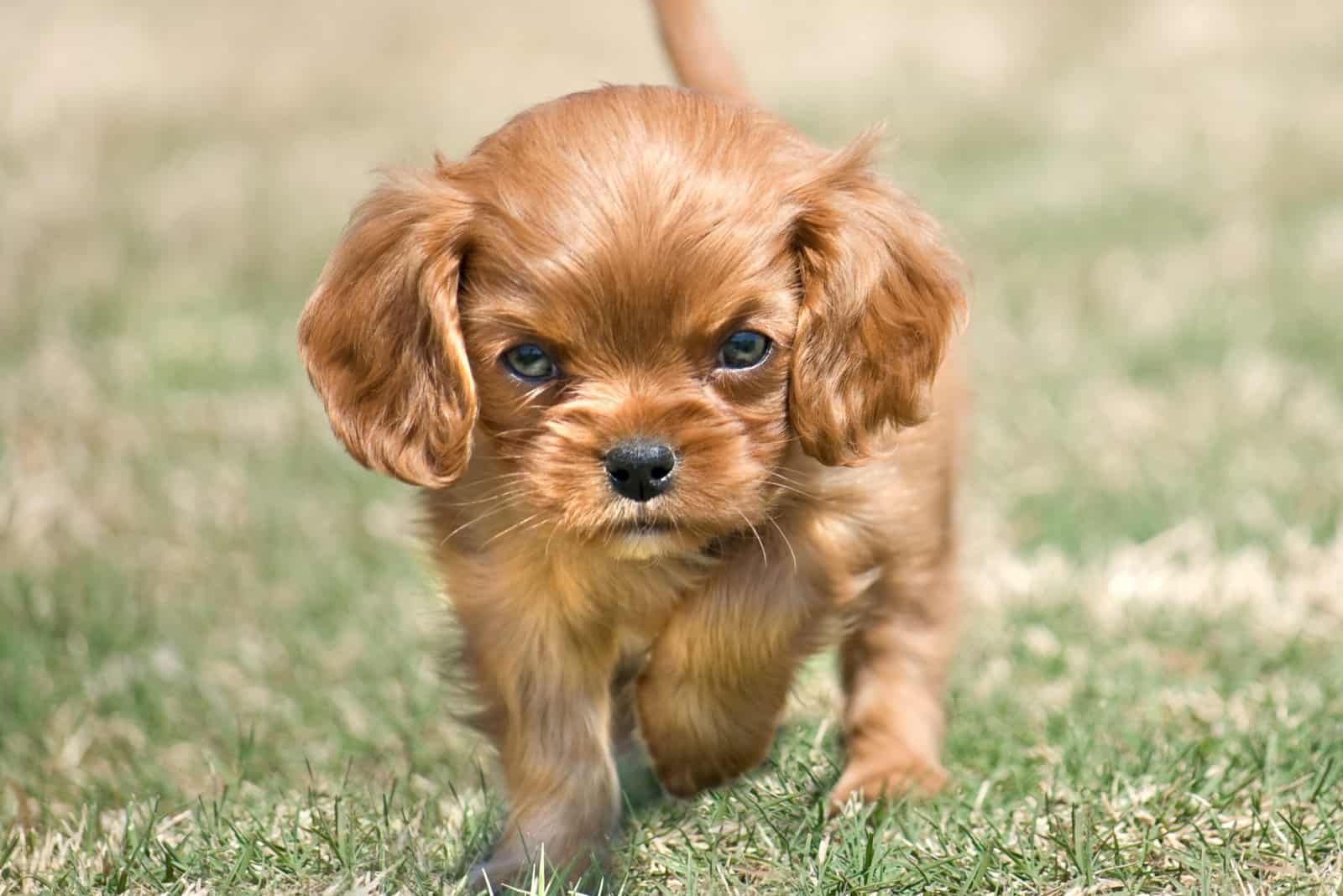 an angry puppy walks on the grass