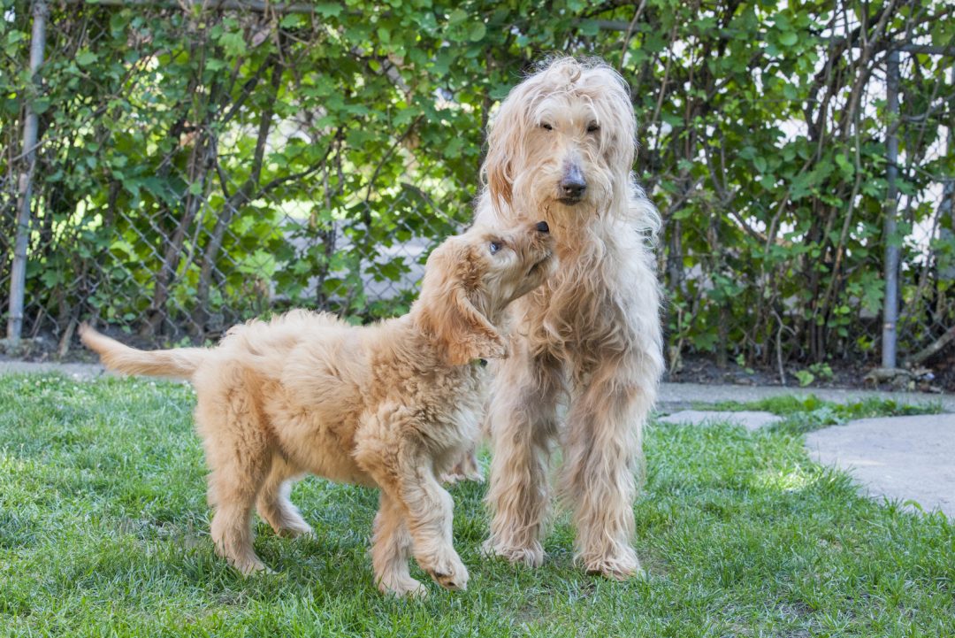 The Goldendoodle Lifespan How Long Do Goldendoodles Live?