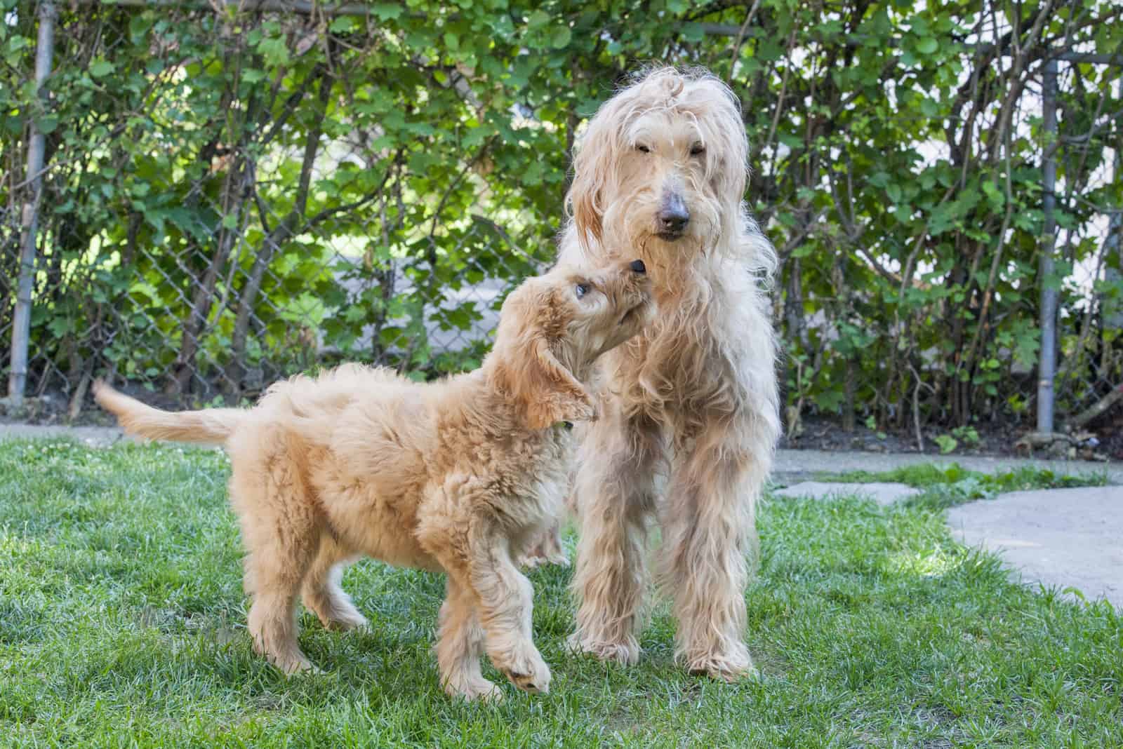 an old goldendoodle dog and a goldendoodle puppy stand in the yard