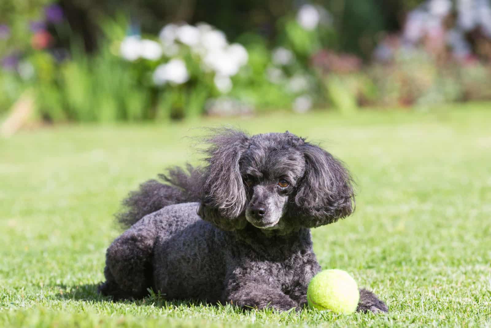 an older black mini poodle lies in the park next to a tennis ball
