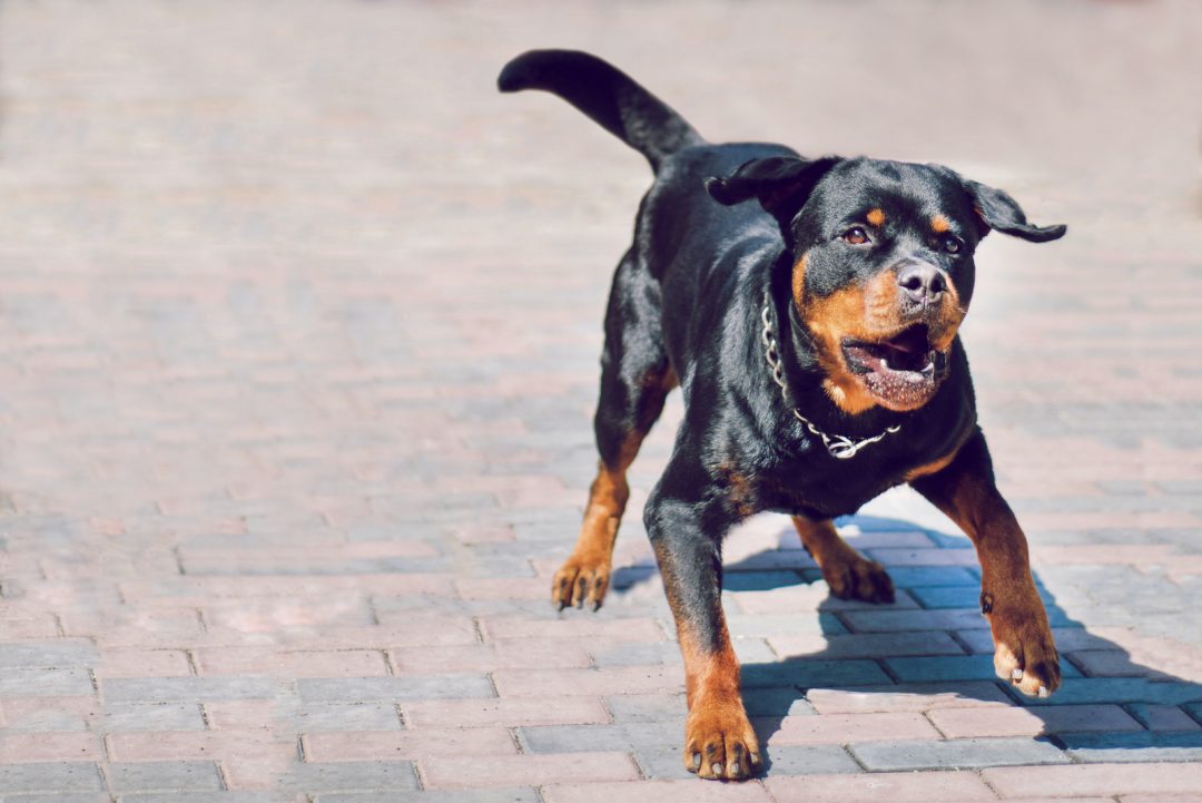 Everything You Wanted To Know About Female Rottweilers