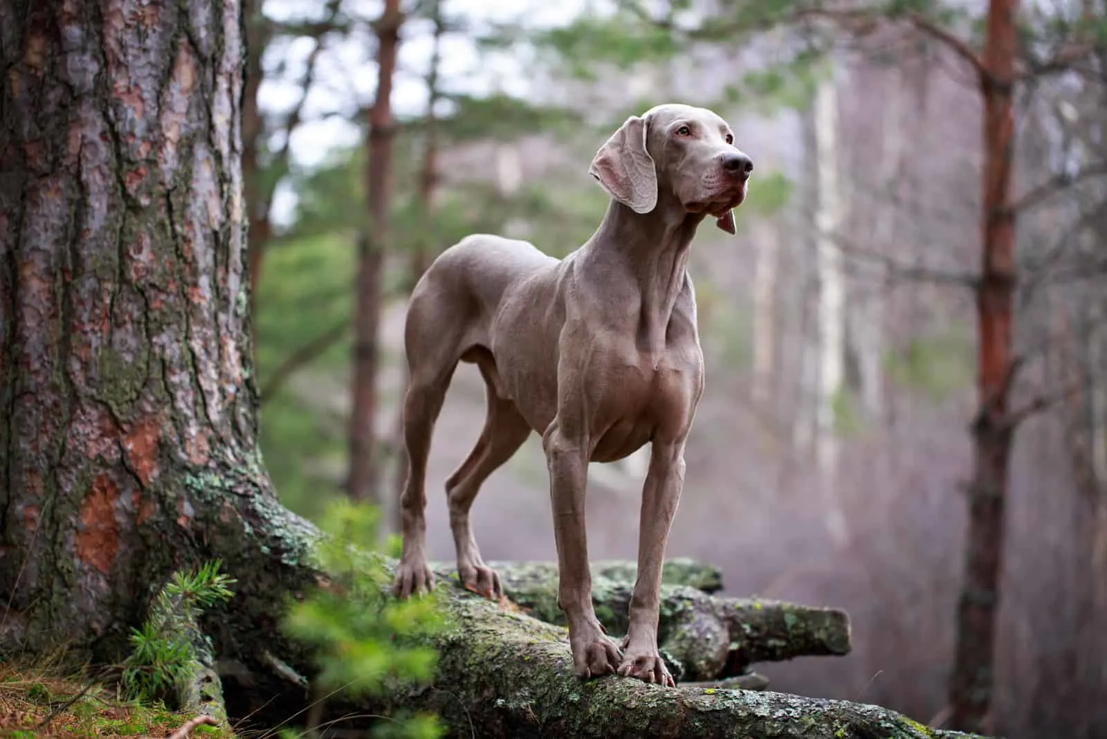 at the root of a large tree in the woods stands a weimaraner