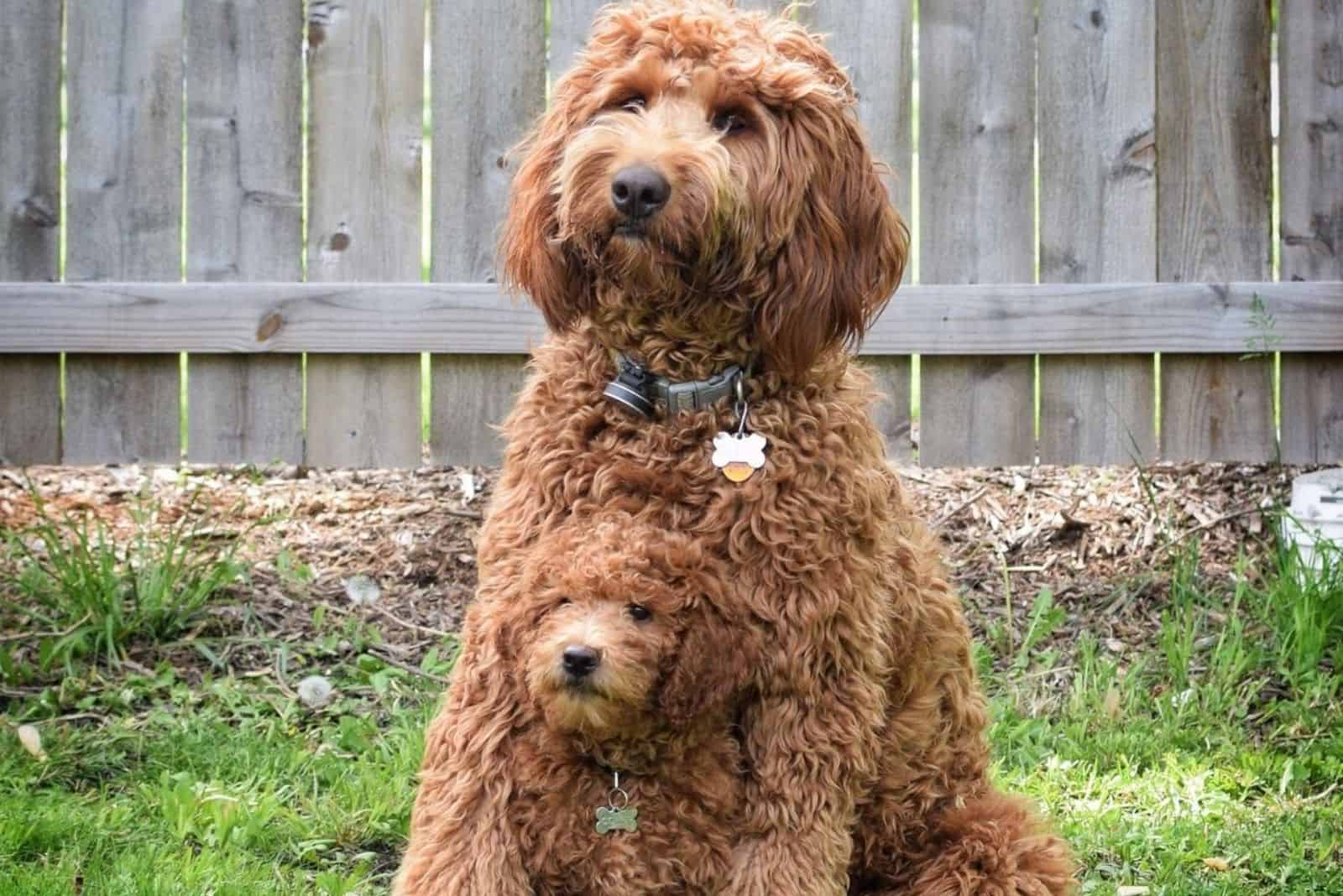 australian goldendoodle and puppy