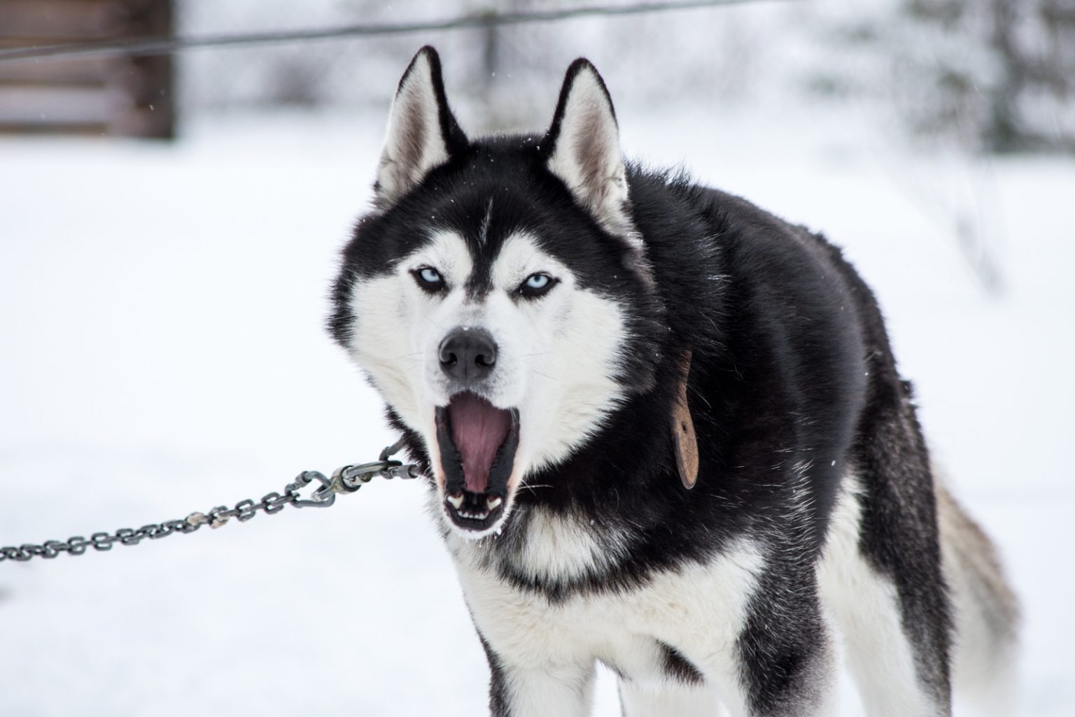 Are Huskies Aggressive? Dogs' Behavioral Issues Explained