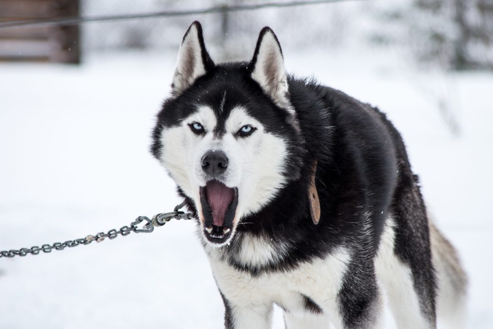 Are Huskies Aggressive? Dogs' Behavioral Issues Explained
