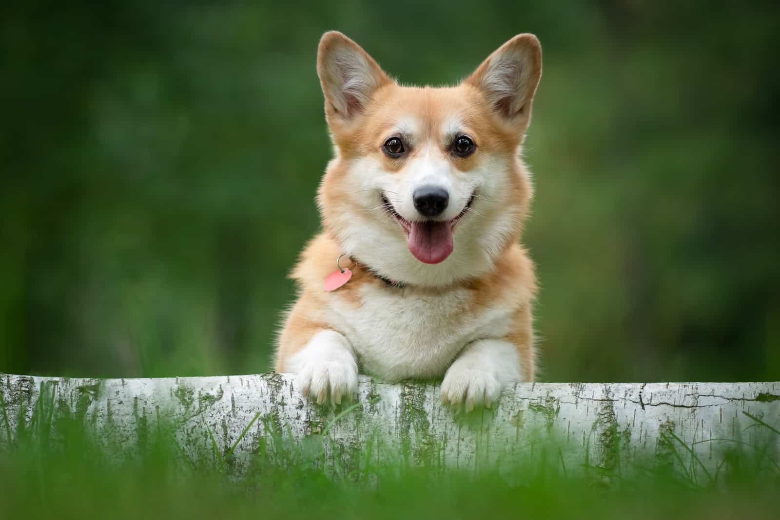beautiful corgi dog outdoors